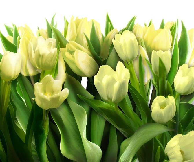 Fototapeta do kuchni Tulipany